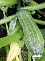 Zucchini Zucchini