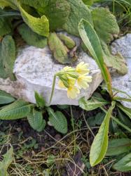 1 Jungpflanze Primel/Schlüsselblume 1 Jungpflanze Primel/Schlüsselblume