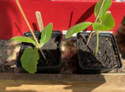 Zucchini Rund Zucchini Rund