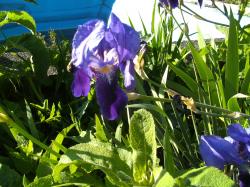 Iris germanica Iris germanica