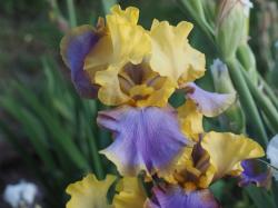 Hohe Iris Sunset Sky Hohe Iris Sunset Sky