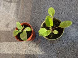 2 Königskerzen Jungpflanzen 2 Königskerzen Jungpflanzen
