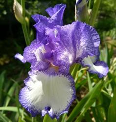 Iris Bartiris "Blue Staccato" Iris Bartiris "Blue Staccato"