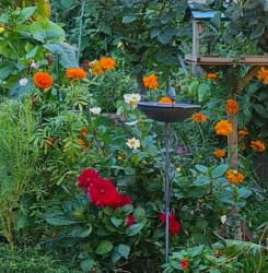 Riesen Tagetes gefüllt Riesen Tagetes gefüllt