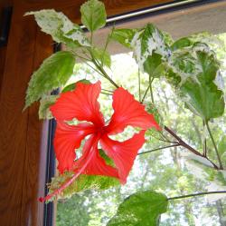 Panaschierter Hibiskus Panaschierter Hibiskus