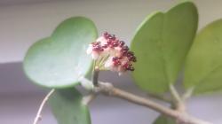 Wachsblume Wachsblume