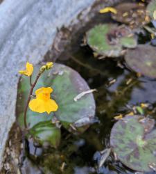 Wasserschlauch, Urticularia australis Wasserschlauch, Urticularia australis