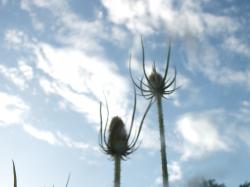 Wilde Karde - (Dipsacus fullonum) - Saatgut 2022 Wilde Karde - (Dipsacus fullonum) - Saatgut 2022