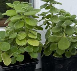 Kubanischer Oregano Kubanischer Oregano