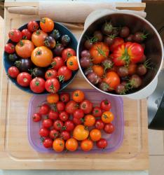 Tomate Georgia Streak Tomate Georgia Streak
