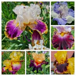 Iris Samen, 10 Stück