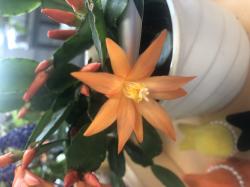 Osterkaktus mit orangen Blüten - Hatiora Osterkaktus mit orangen Blüten - Hatiora
