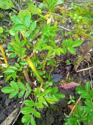Ramblerrose Lykkefund, 2x bewurzelter Steckie vom letzten Ja Ramblerrose Lykkefund, 2x bewurzelter Steckie vom letzten Ja