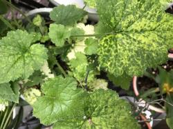 Henne mit Kücken variegata Henne mit Kücken variegata