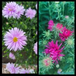 2er Set Herbst-Chrysanthemen 2er Set Herbst-Chrysanthemen