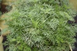 Colakraut Eberraute Artemisia Colakraut Eberraute Artemisia