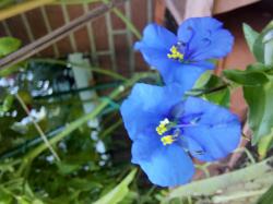 Tagblume Tagblume