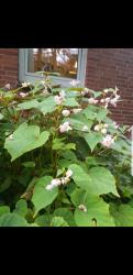 2x Winterharte Begonien Grandis 2x Winterharte Begonien Grandis