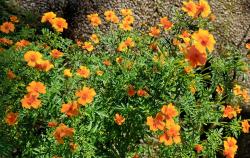 Orangentagetes Orangentagetes