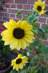Sonnenblume Sonnenblume
