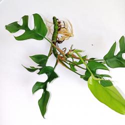 Monstera Minima Monstera Minima