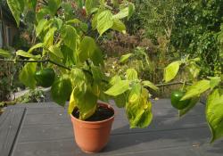Baumchili Baumchili