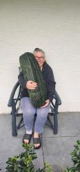 Riesen Zucchini XXXL Wettkampf 3+ Samen Riesen Zucchini XXXL Wettkampf 3+ Samen