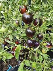 Tomate Indigo Rose Tomate Indigo Rose