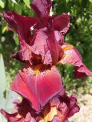 Iris Bartiris Schwertlilie Iris Bartiris Schwertlilie
