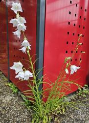 Pfirsichblättrige Glockenblume Pfirsichblättrige Glockenblume