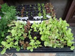 Jede Menge Salat Jede Menge Salat