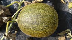 Kasachische Obstmelone Kasachische Obstmelone