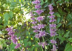 Lavendel-Agastache (2021) Lavendel-Agastache (2021)