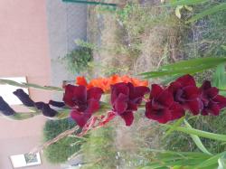 Gladiole Tochterzwiebeln Gladiole Tochterzwiebeln