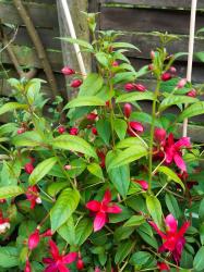 1 winterharte Kletterfuchsie-LadyBoothby 1 winterharte Kletterfuchsie-LadyBoothby