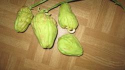 Chayotefrucht 2 Chayotefrucht 2