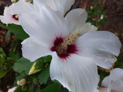 Hibiskus / weiß Hibiskus / weiß