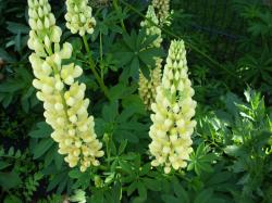 Lupine bunte Mischung Lupine bunte Mischung