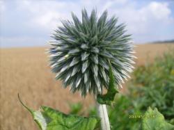 hohe Kugeldistel hohe Kugeldistel