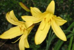 Taglilie "Corky" - Hemerocallis Taglilie "Corky" - Hemerocallis