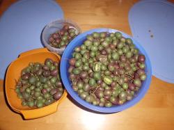 Bayernkiwi Bayernkiwi