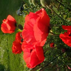 Riesenmohn orangerot Riesenmohn orangerot