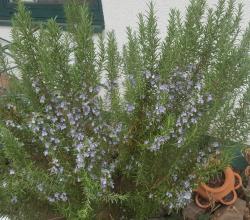 frische Rosmarin-Stecklinge frische Rosmarin-Stecklinge