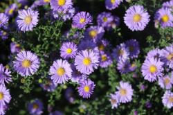 Herbstaster, niedrig, lila-blau Herbstaster, niedrig, lila-blau