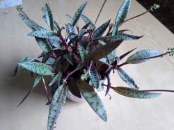 Ledebouria oder Silberzwiebel Ledebouria oder Silberzwiebel