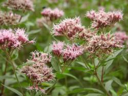Wasserdost Bienenmagnet Wasserdost Bienenmagnet