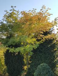 Bienenbaum - Euodia hupehensis Bienenbaum - Euodia hupehensis