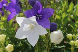 Glockenblume, pfirsichblättrige Glockenblume, pfirsichblättrige
