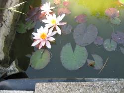 Zwergwüchsige Seerose, Rhizom mit Wurzel und Austrieb Zwergwüchsige Seerose, Rhizom mit Wurzel und Austrieb