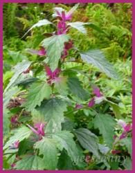 Baumspinat Magenta spreen - Samen Baumspinat Magenta spreen - Samen